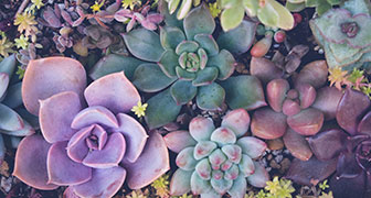 Bioidentical Hormones Chicago